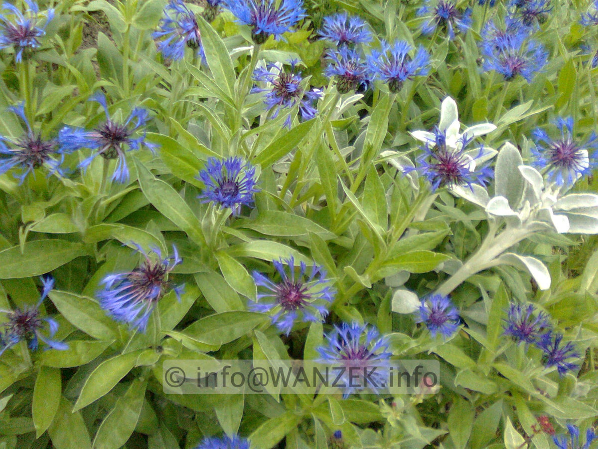 Centaurea montana Grandiflora.jpg
